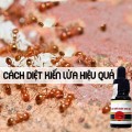 Thuốc diệt kiến gián sinh học Anbio hiệu quả - 10ml N106, 1 lọ