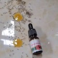 Thuốc diệt kiến gián sinh học Anbio hiệu quả - 10ml N106, 1 lọ