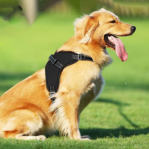 Đai dắt chó đi dạo có đệm ngực cao cấp kèm dây