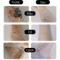 Máy nhổ lông vịt cầm tay dùng pin tiện dụng BA1306
