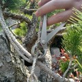Kìm cạp tròn 21cm cắt tỉa cây cảnh, bonsai chuyên dụng BA1439