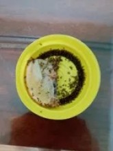 Nấm Hương