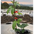 [Tặng 10 cuộn dây buộc] Kìm buộc cành thông minh tiết kiệm thời gian, tăng năng suất cho nhà nông BA1664, Bộ kìm + Tặng 10 cuộn dây buộc