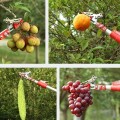 Kéo cắt cành hái hoa quả trên cao đa năng BA1688